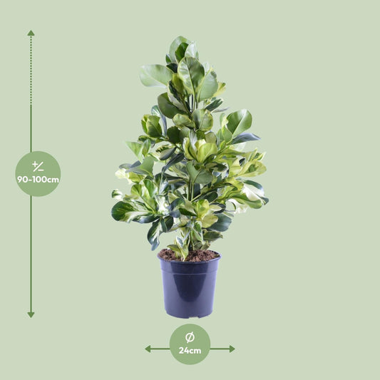 Clusia Rosea White Star – Ø24cm – ↕95cm – Dekorative Zimmerpflanze mit luftreinigender Wirkung – Autographenbaum – Pflegeleicht 