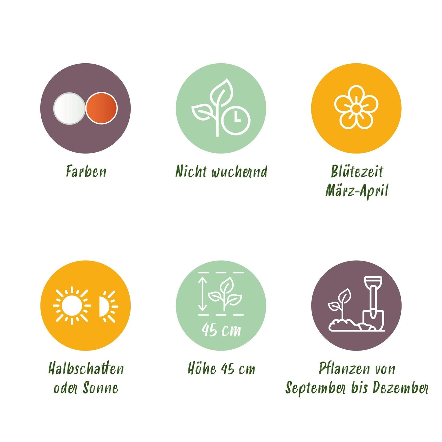 GreenboutiQ - Blumenzwiebeln - Narcis Replete - Farbe Weiß und Orange - 10 Stück - Zwiebelgröße 10/12 - XXL Pack 