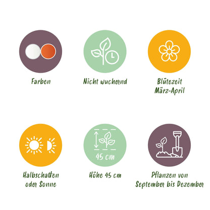 GreenboutiQ - Blumenzwiebeln - Narcis Replete - Farbe Weiß und Orange - 10 Stück - Zwiebelgröße 10/12 - XXL Pack 