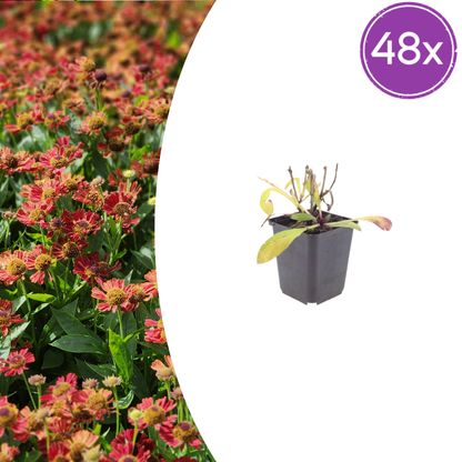 Helenium Moerheim Beauty – 48 Pflanzen – Ø9cm – Höhe 10-25cm – Sonnenbraut Staude – Gelb Orange Sommerblüher – Winterhart für Beet, Präriegarten & Rabatte