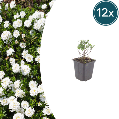 Iberis sempervirens Schneeflocke – 12 Pflanzen – Ø9cm – Höhe 10-25cm – Winterharte Bodendecker Staude – Weiße Frühlingsblüte – Immergrün für Beet & Steingarten