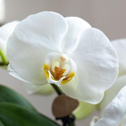 Kolibri Orchids | weiße Phalaenopsis Orchidee Topfgröße Ø9cm | Juwel Grönland - blühende Kampferpflanze - frisch vom Züchter 