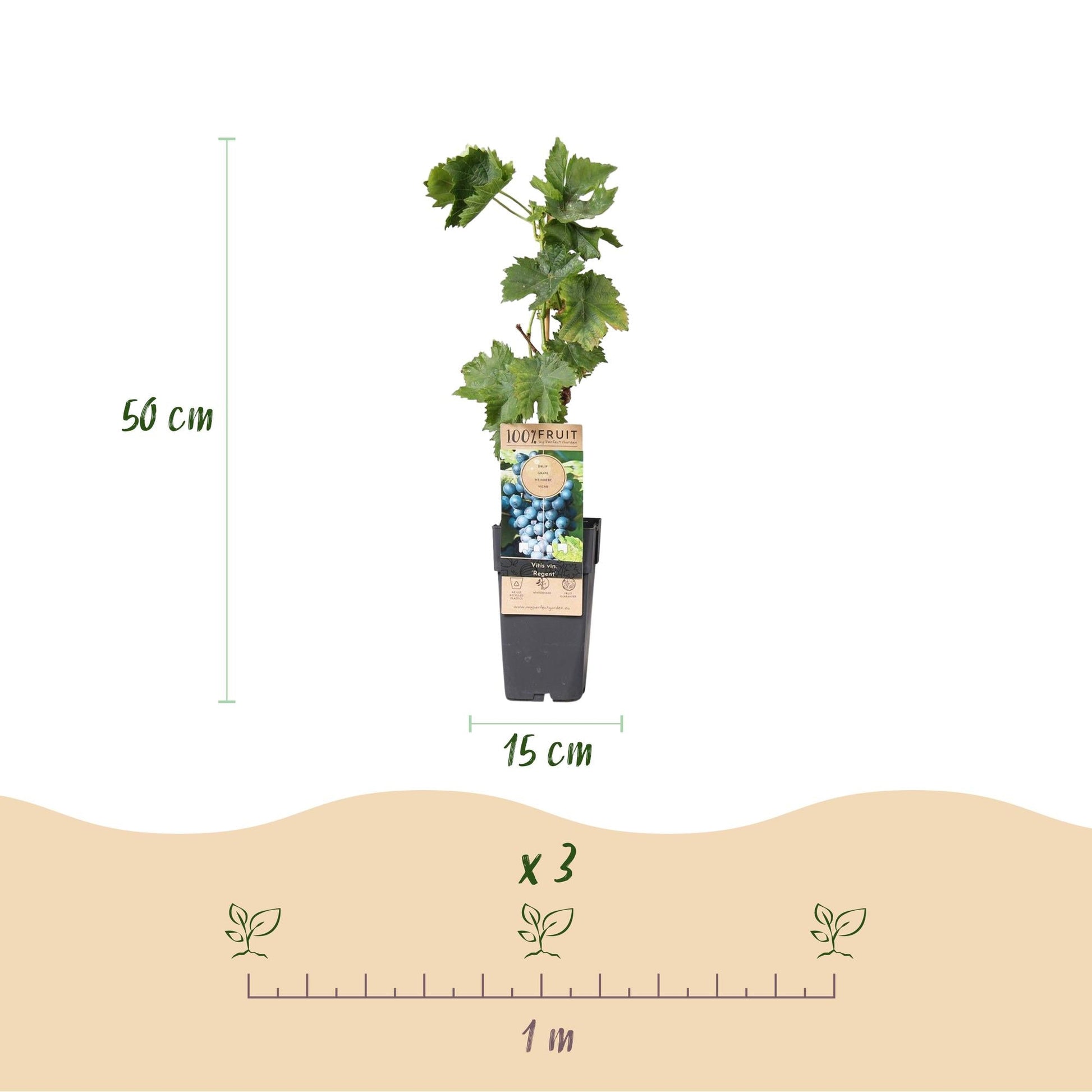 Weinrebe – Blaue Traube – Vitis vinifera Regent – Obstpflanze – 2 Pflanzen – 15cm – Höhe ca. 50cm 