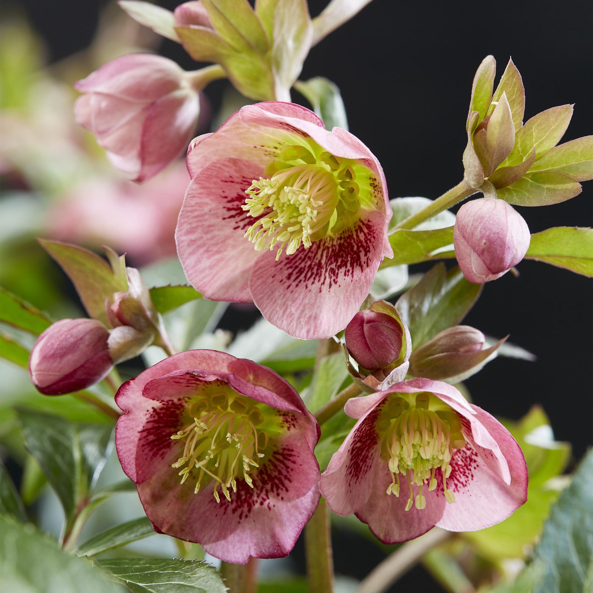 GreenboutiQ - Gartenpflanze - Lenzrose - Helleborus Dacaya - Rosa Blüte - Immergrün - Topf 19cm Höhe 50cm 