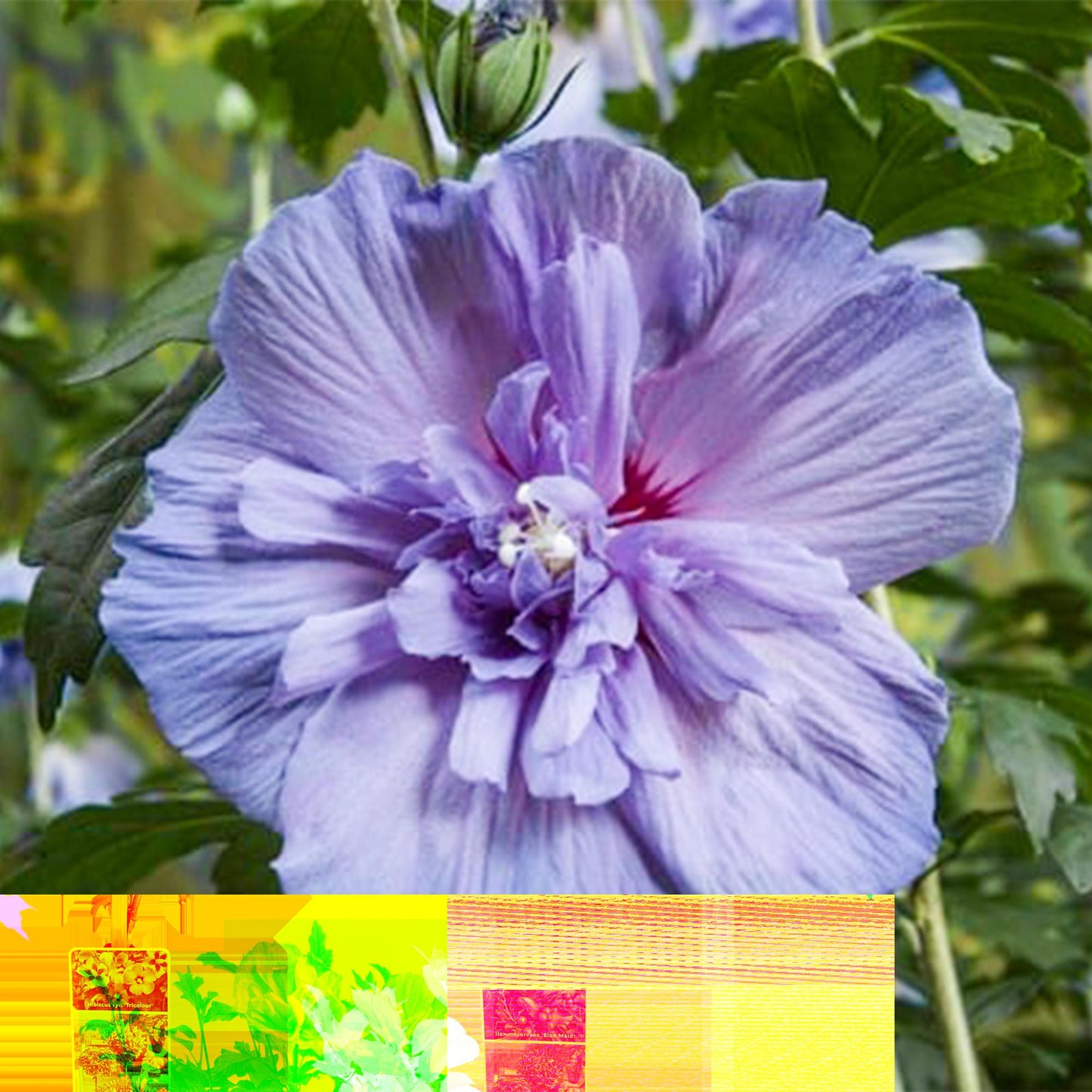Hibiscus syriacus Blue Chiffon – Pflegeleichte Stamm-Pflanze mit großen blauen Blüten – Laubabwerfend – Ø19 cm – Höhe ca. 90 cm – Ideal für Terrasse & Balkon 