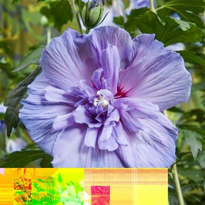 Hibiscus syriacus Blue Chiffon – Pflegeleichte Stamm-Pflanze mit großen blauen Blüten – Laubabwerfend – Ø19 cm – Höhe ca. 90 cm – Ideal für Terrasse & Balkon 