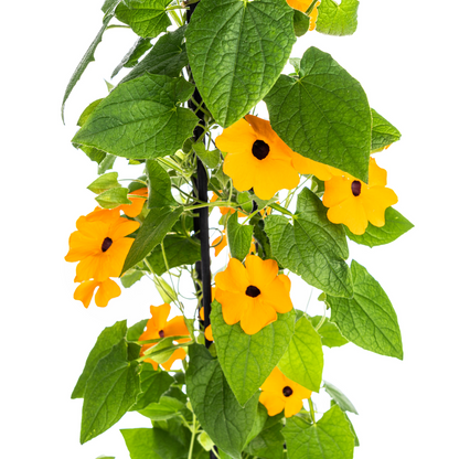 Schwarzäugige Susanne - Thunbergia alata Sunny Susy New Orange - Ø13 cm - ↕60 cm - 4 Pflanzen