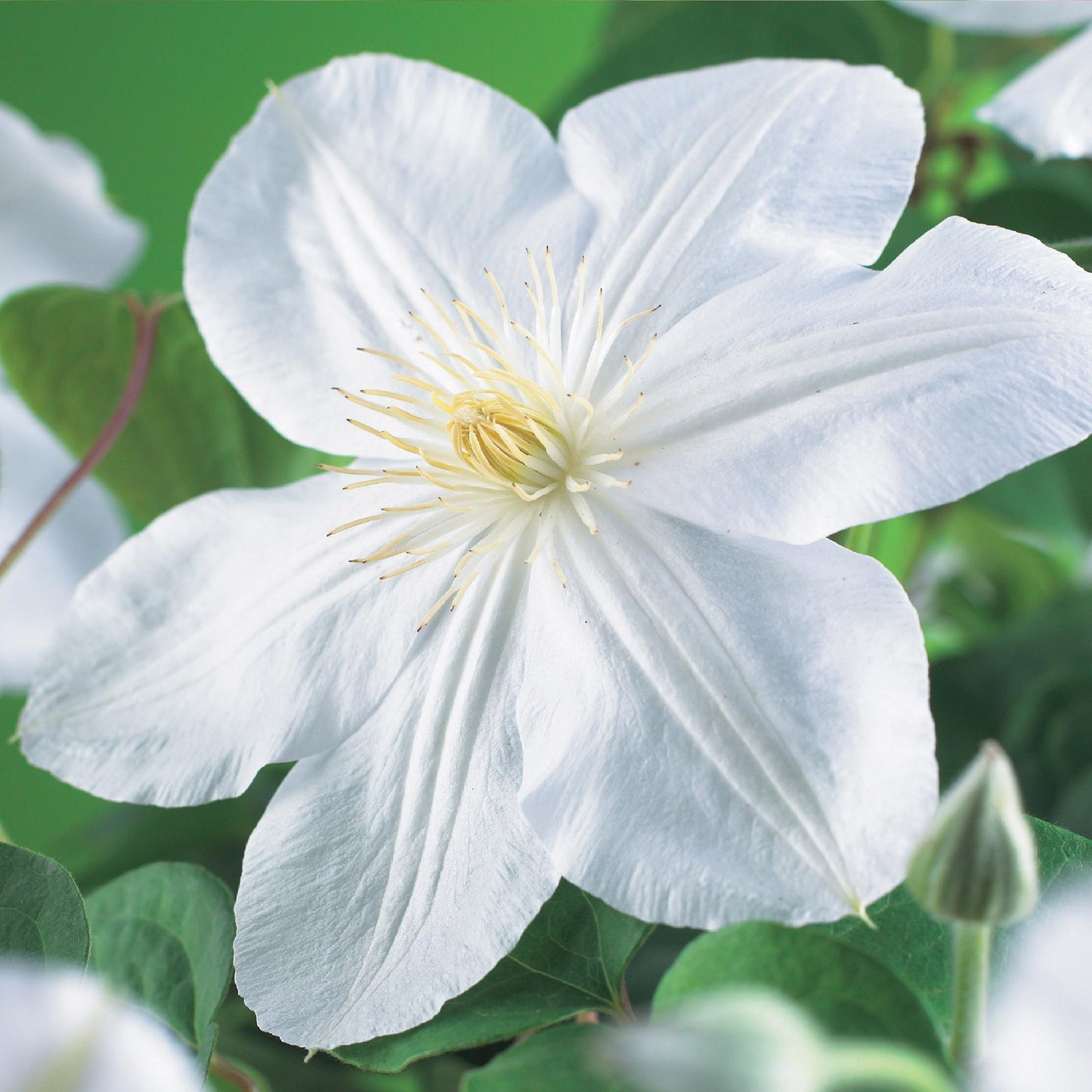 Kletterpflanze Clematis Madame Le Coultre – Cremig weiße Blüten – Wenig Pflege – 2 Pflanzen – 11 cm Höhe 40 cm – Für Garten, Terrasse & Pergolen 