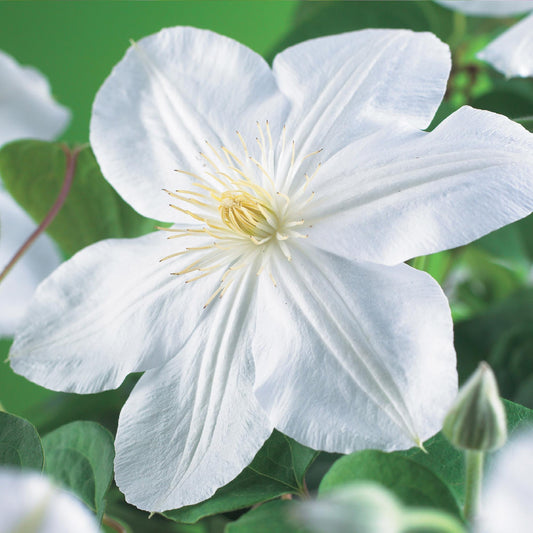 Kletterpflanze Clematis Madame Le Coultre – Cremig weiße Blüten – Wenig Pflege – 2 Pflanzen – 11 cm Höhe 40 cm – Für Garten, Terrasse & Pergolen 