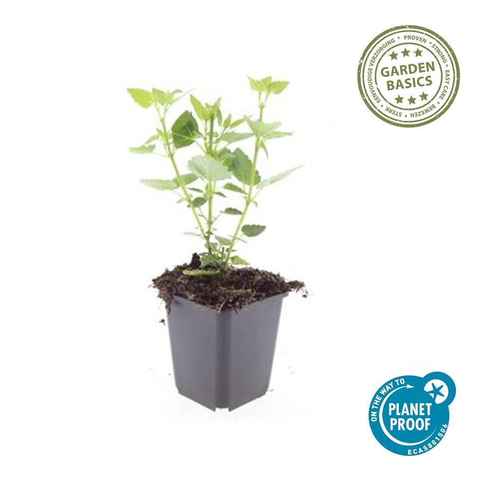 Asiatische Duftnessel – Agastache 'Blue Fortune' – ↕10-25cm – Ø9cm – 6 Pflanzen – Lavendelblaue Blüten – Schmetterlings- & bienenfreundlich – Sonniger Standort
