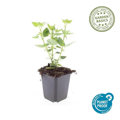 Asiatische Duftnessel – Agastache 'Blue Fortune' – ↕10-25cm – Ø9cm – 6 Pflanzen – Lavendelblaue Blüten – Schmetterlings- & bienenfreundlich – Sonniger Standort