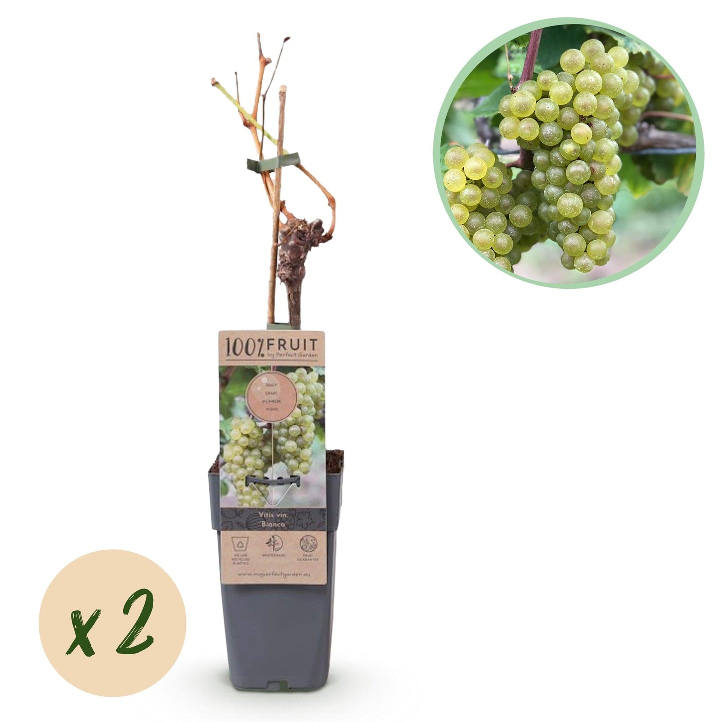 Weinrebe Vitis vinifera 'Bianca' – Weiße Traube – 2 Pflanzen – Ø15cm – Höhe ca. 50cm – Süße Tafeltrauben – Pflegeleichte Obstpflanze für Garten & Balkon – Reich an Vitaminen 