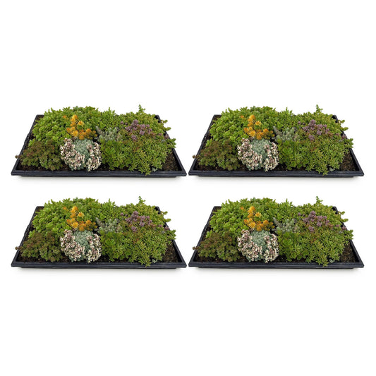 GreenboutiQ - Bodendecker - Winterhart - Sedummatte - Besteht aus 10 Sorten - X4 - Wenig Pflege - Länge 50cm Breite 30cm 