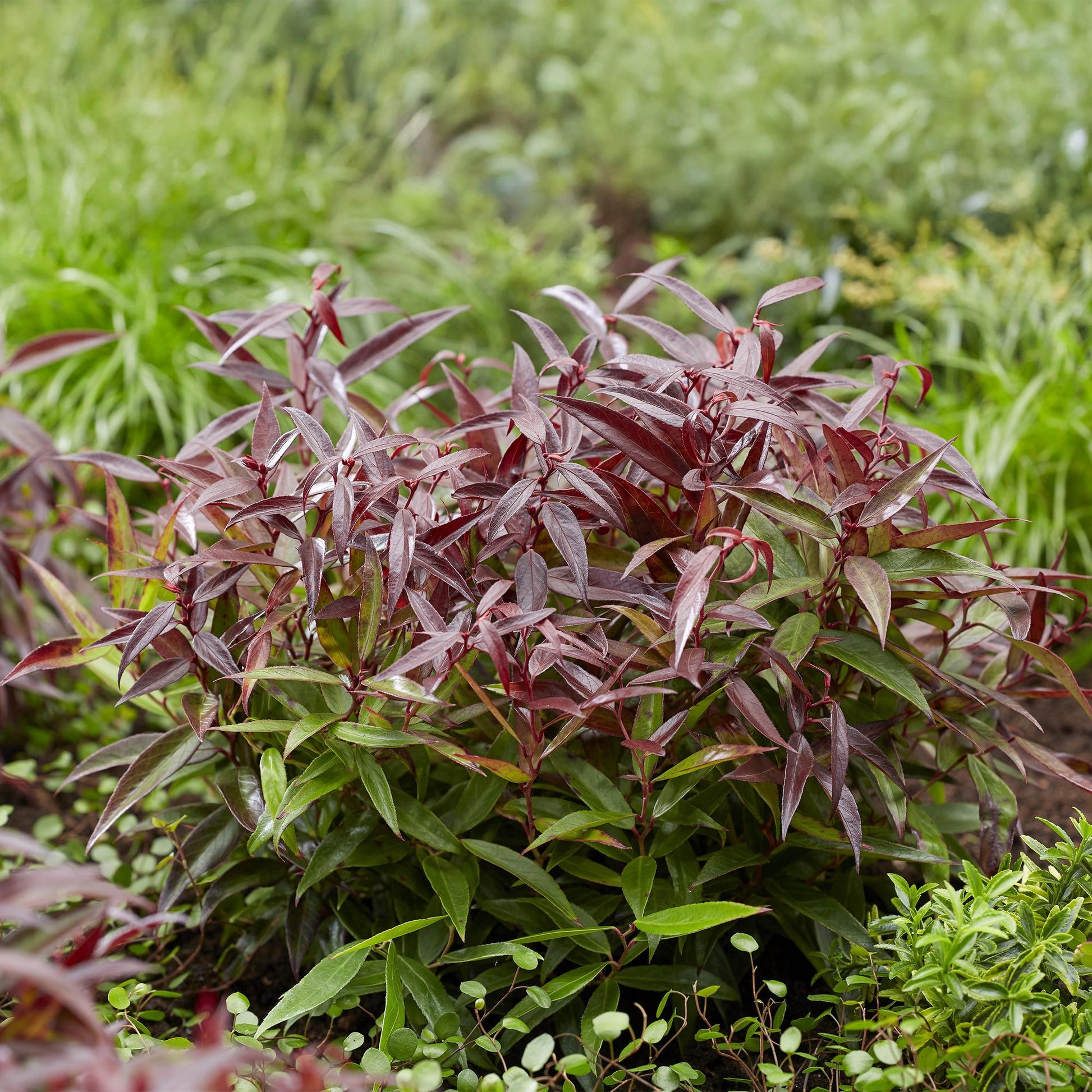 GreenboutiQ - Gartenpflanze - Leucothoe Burning Love - Rot - 2 Pflanzen - Immergrün - Wenig Pflege - Topf 17cm Höhe 45cm 