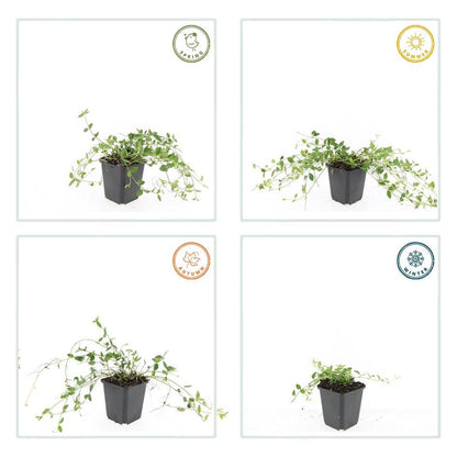 Kleines Immergrün Vinca minor 'Gertrude Jekyll' – ↕10-25cm – Ø9cm – 20 Pflanzen – Immergrüner Bodendecker mit weißen Blüten – Schattentauglich & pflegeleicht