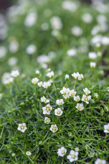 Pfriemen-Mastkraut - Sagina subulata - ↕10-25cm - Ø9cm - 60 Pflanzen – Immergrün, trittfest & winterhart – Ideal als Rasenersatz & Fugenbegrünung