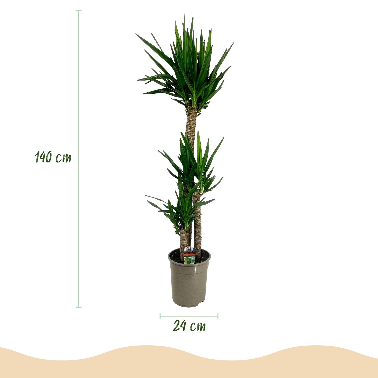 Palmlilie Yucca Elephantipes – 140cm – 24cm – Pflegeleichte Palmlilie mit schmalen, grünen Blättern – Robuste Zimmerpflanze für helle & halbschattige Wohnbereiche 
