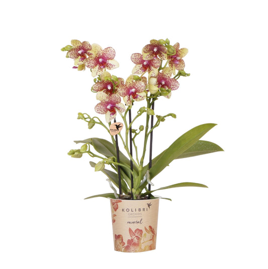Kolibri Orchids | Orange-Gelbe Phalaenopsis-Orchidee Topfgröße Ø9cm | Grosseto | Blühende Zimmerpflanze – Frisch vom Züchter 