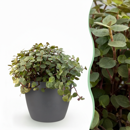 Green boutiQ - Zimmerpflanze - Calissia repens - Katzengras - Haustierfreundlich - Grün - 1 Pflanze - mit Potter Grau - Topf 12cm - Höhe 17-20cm 