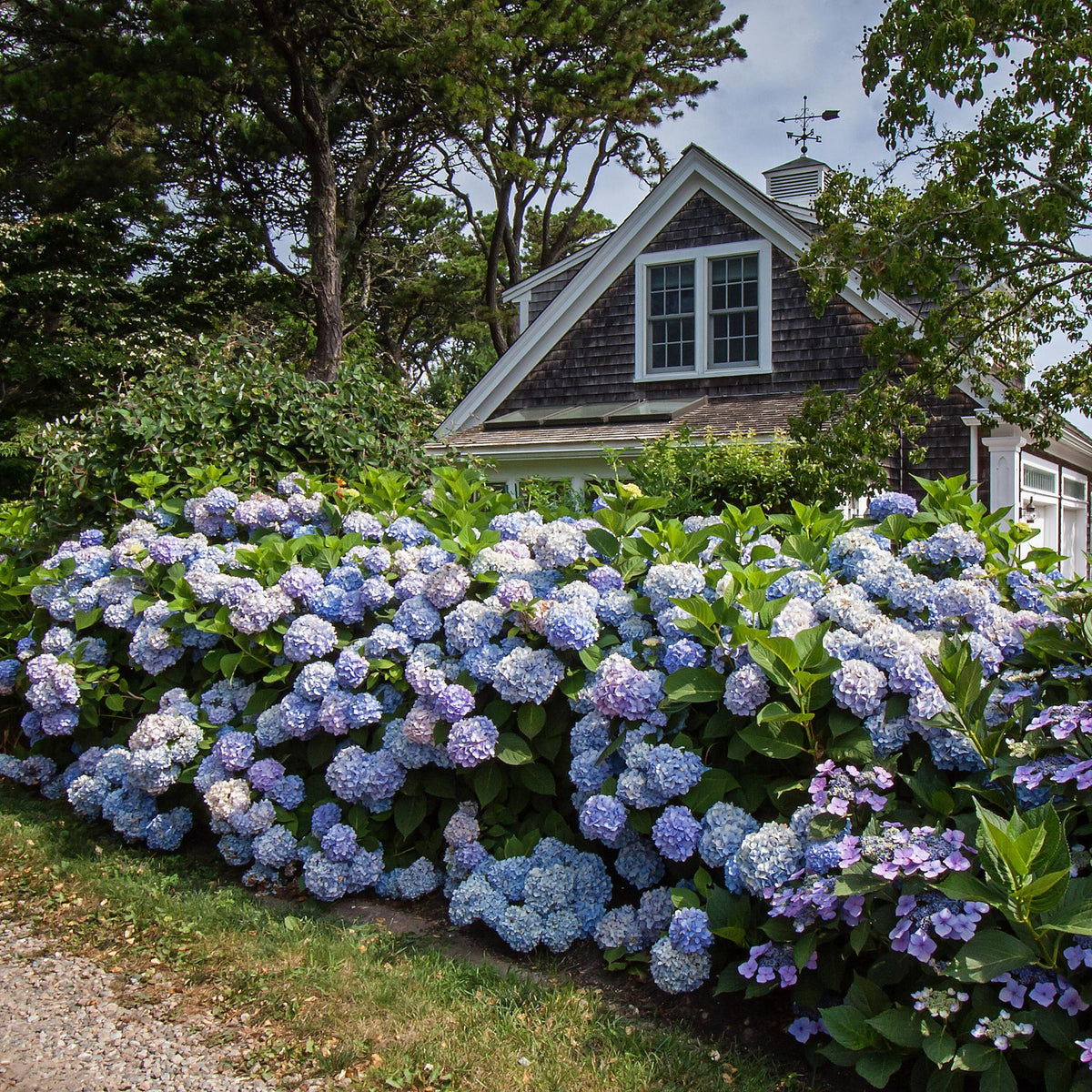 Green boutiQ - Gartenpflanze - Hydrangea Endles Summer The Orginal Blue - Hortensie - Winterhart - Blau - 1 Pflanze - Topf 14cm - Höhe 20-25cm 