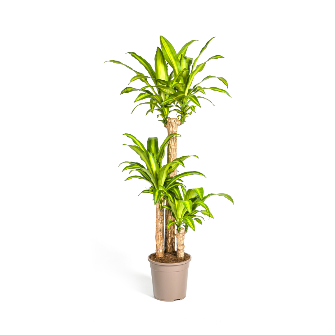 Dracaena Fragrans Massangeana – Drachenbaum – Ø24 cm – ↕130-150 cm – Zimmerpflanze – Tropisches Grün – Pflegeleicht & dekorativ 