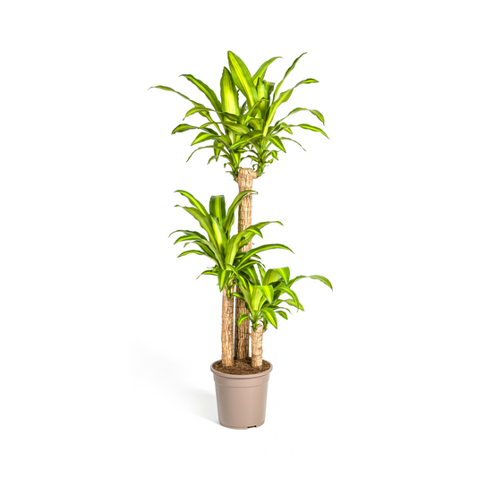 Drachenbaum - Dracaena Fragrans Massangeana - Zimmerpflanze -  Ø24cm - ↕130 - 150cm