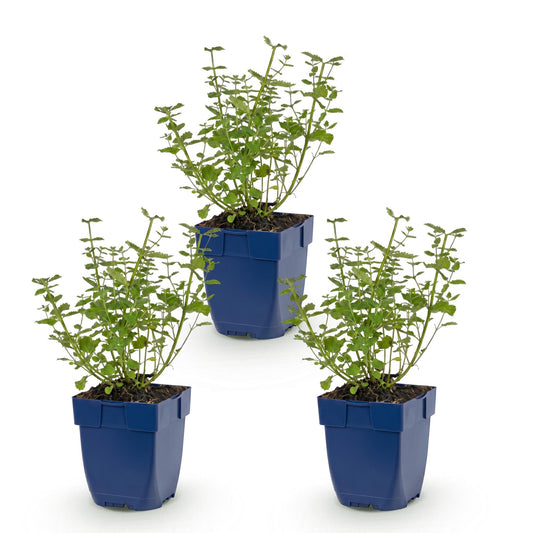 Katzenminze 'Walker' – Nepeta faassenii 'Walker's Low' – Topf Ø11cm – Bienenfreundliche Staude für Garten & Balkon