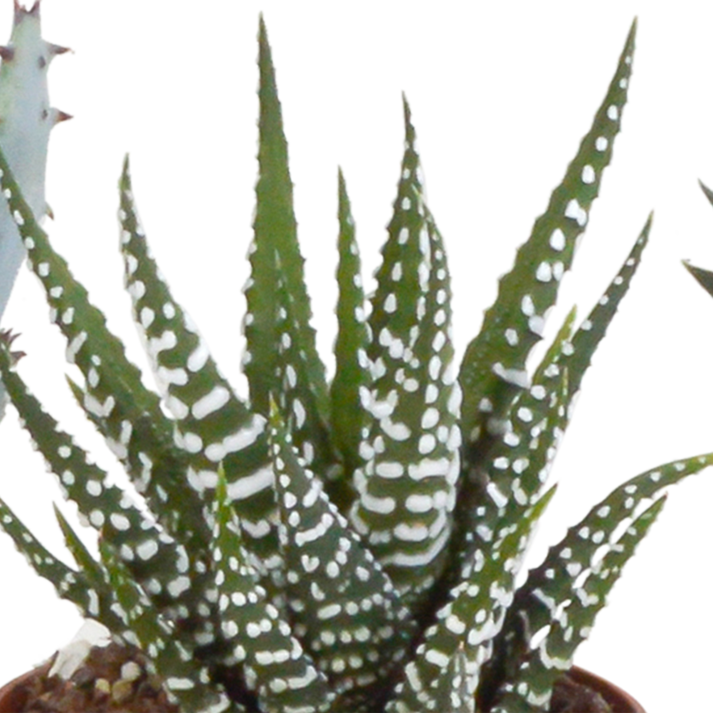 Gasteria/Haworthia-Mischung - 5 Sukkulenten – Ø5,5cm – Handbemalter mexikanischer Topf – Vielfältige Formen & Farben – Hochwertige Qualität vom Erzeuger 