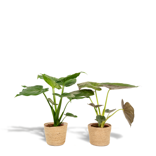 Zimmerpflanzen-Set Alocasia Cucullata + Alocasia Wentii – Ø19 cm – ↕60 cm – 2er-Set – Luftreinigend – Tropisches Design – Mit Korb Selin 