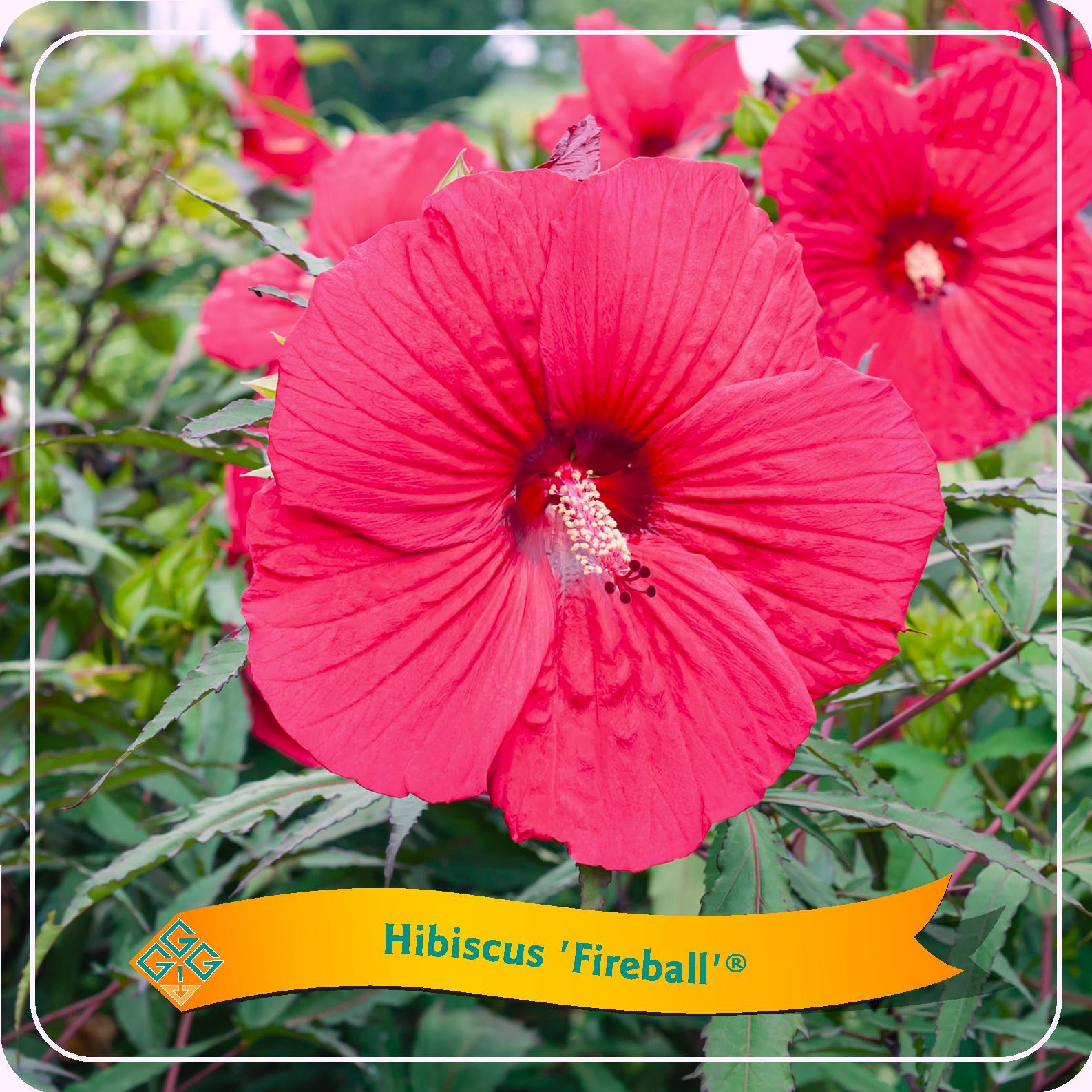 Hibiscus Fireball – Gartenhibiskus Ø25cm – Winterharte Blütenstaude ca. 35cm hoch – Mehrjährige Gartenpflanze mit großen roten Blüten – Für Beet, Kübel & Terrasse 