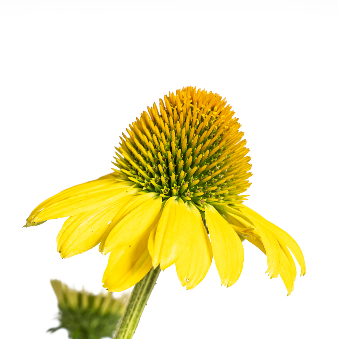 Echinacea purpurea Yellow – Gelber Sonnenhut – Ø 19 cm – Höhe 60–70 cm – Leuchtend gelbe Blüten – Für Beet & Staudenrabatte – Sonniger Standort – Pflegeleicht 