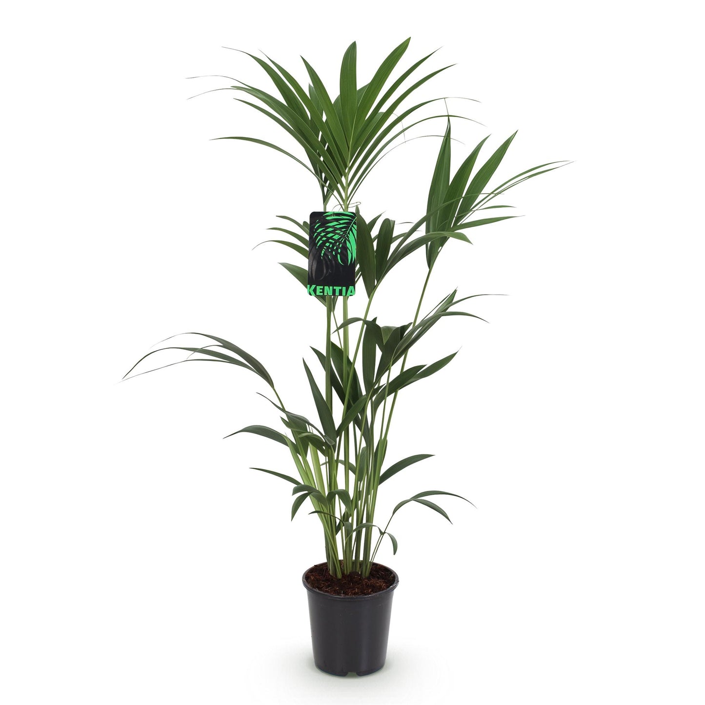 Howea Forsteriana – Kentia-Palme – 120–130cm – 21cm – Pflegeleichte Zimmerpalme mit eleganten Wedeln – Robuste, luftreinigende Grünpflanze für moderne Innenräume 