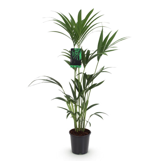 Howea Forsteriana – Kentia-Palme – 120–130cm – 21cm – Pflegeleichte Zimmerpalme mit eleganten Wedeln – Robuste, luftreinigende Grünpflanze für moderne Innenräume 