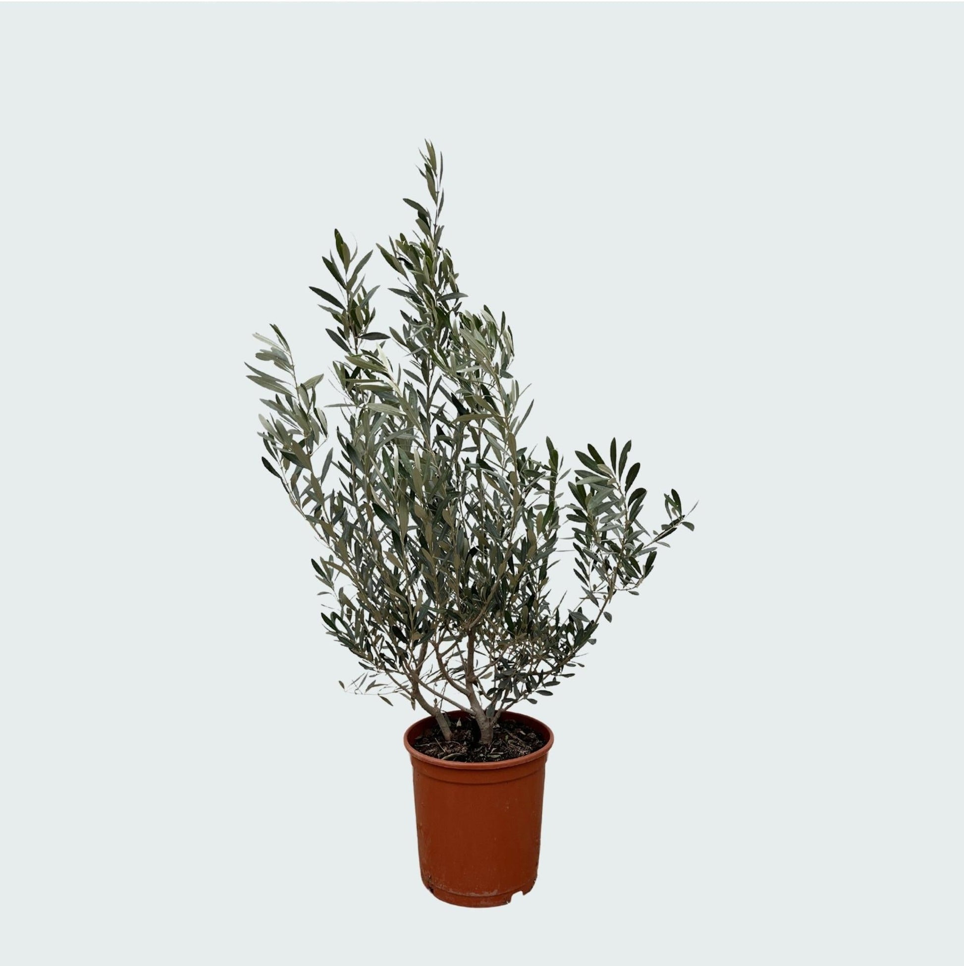 Olea Europaea (Olijf) Struik - 100 cm 
