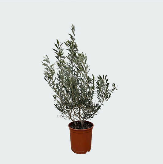 Olea Europaea (Olijf) Struik - 100 cm 