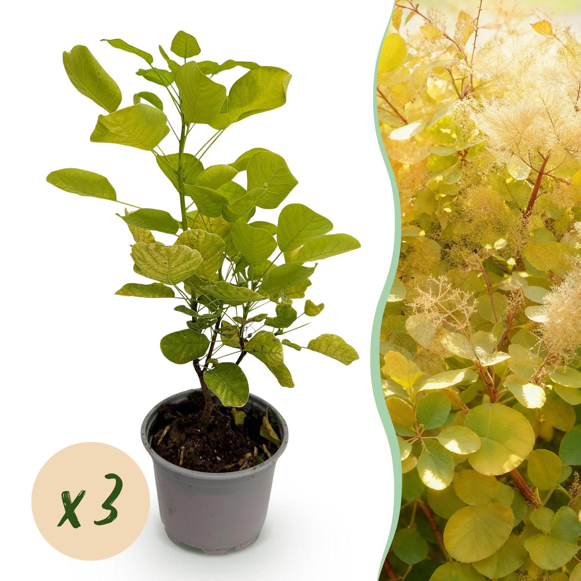 GreenboutiQ - Gartenpflanze - Cotinus coggyria Golden Spirit - Gelb - 3 Pflanzen - Laubabwerfend - Pflegeleicht - Topf 12cm Höhe 35cm 
