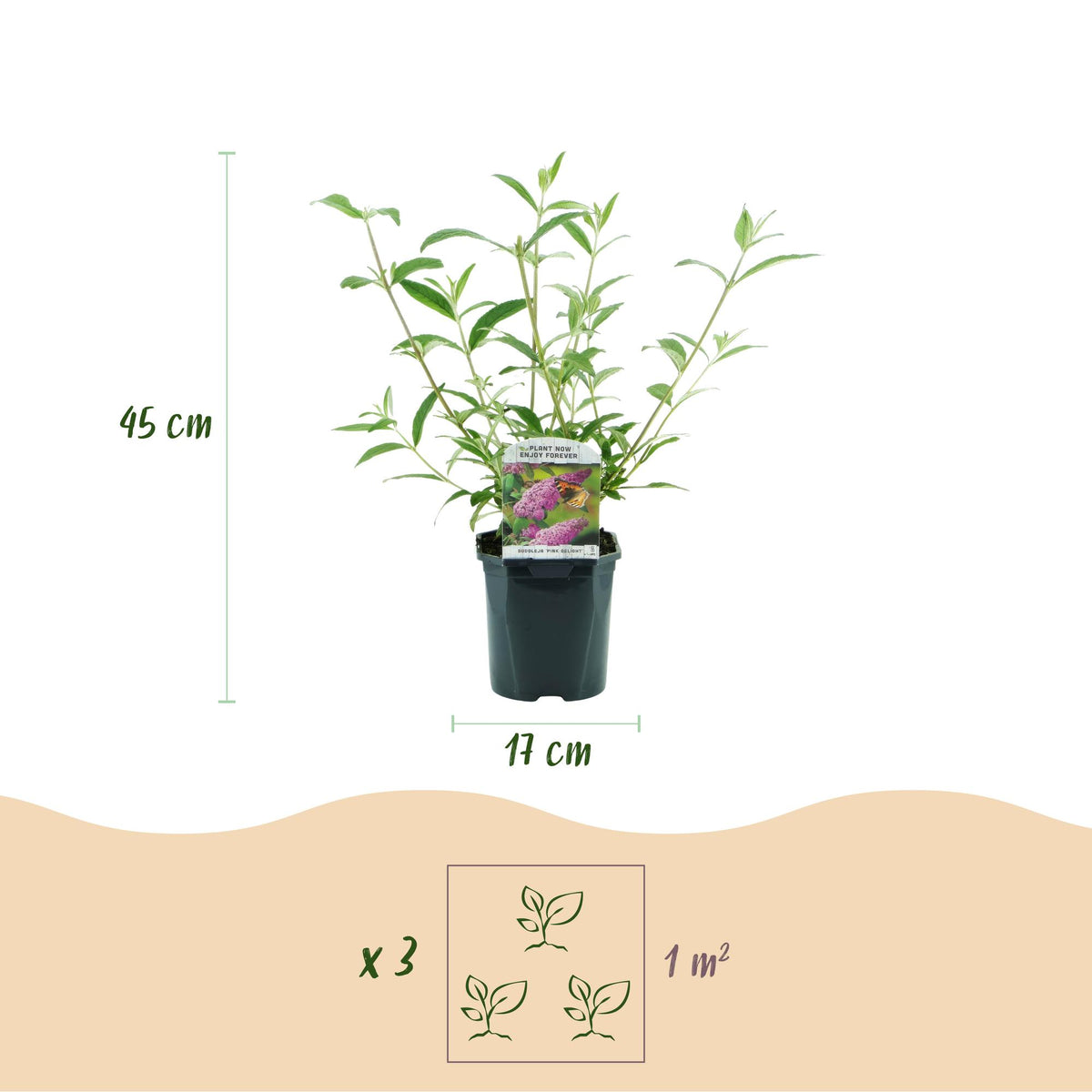 Green boutiQ - Garden Plant - Buddleja davidii Pink Delight - Butterfly Bush - Hardy - Pink - 3 Plants - Pot 17cm - Height 45cm 
