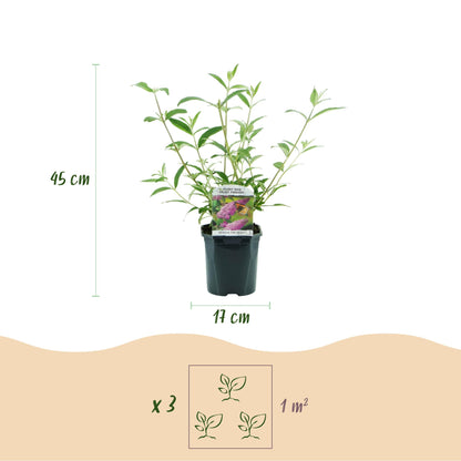 Green boutiQ - Garden Plant - Buddleja davidii Pink Delight - Butterfly Bush - Hardy - Pink - 3 Plants - Pot 17cm - Height 45cm 