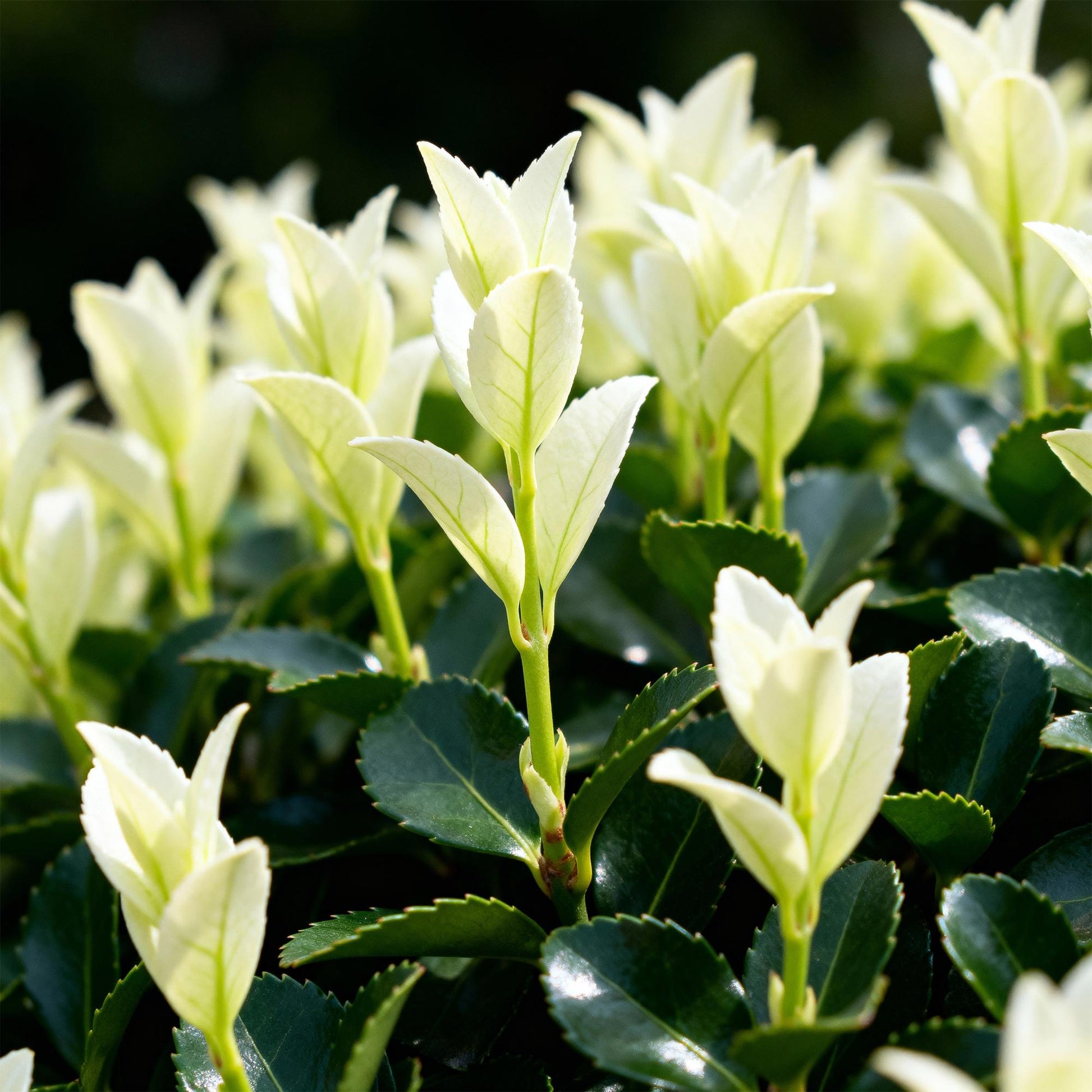 GreenboutiQ - Heckenpflanzen - Euonymus japonica Paloma Blanca - Blatt Grün und Weiß - 8 Pflanzen - 1 Laufender Meter - Immergrün - Topf 9cm Höhe 30-35cm 