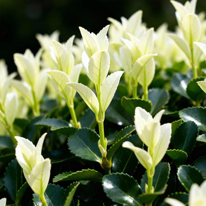 GreenboutiQ - Heckenpflanzen - Euonymus japonica Paloma Blanca - Blatt Grün und Weiß - 8 Pflanzen - 1 Laufender Meter - Immergrün - Topf 9cm Höhe 30-35cm 