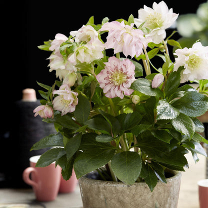 GreenboutiQ - Gartenpflanze - Christrose - Helleborus orientalis Double Ellen Pink - Rosa Blüte - 1 Pflanze - Immergrün - Topf 14cm Höhe 35cm 