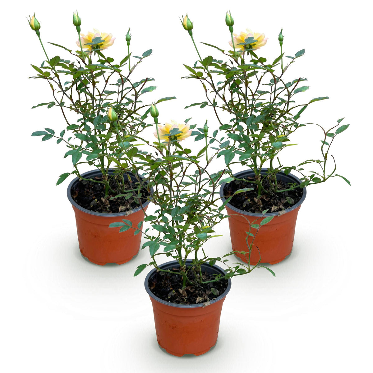 Green boutiQ - Gartenrose - Rosa Tricolor Fairy - Rose - Winterhart - Gelb-Rosa - 3 Pflanzen - Topf 12cm - Höhe 20-25cm 