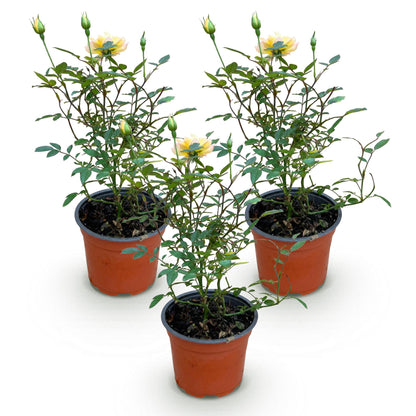 Green boutiQ - Gartenrose - Rosa Tricolor Fairy - Rose - Winterhart - Gelb-Rosa - 3 Pflanzen - Topf 12cm - Höhe 20-25cm 