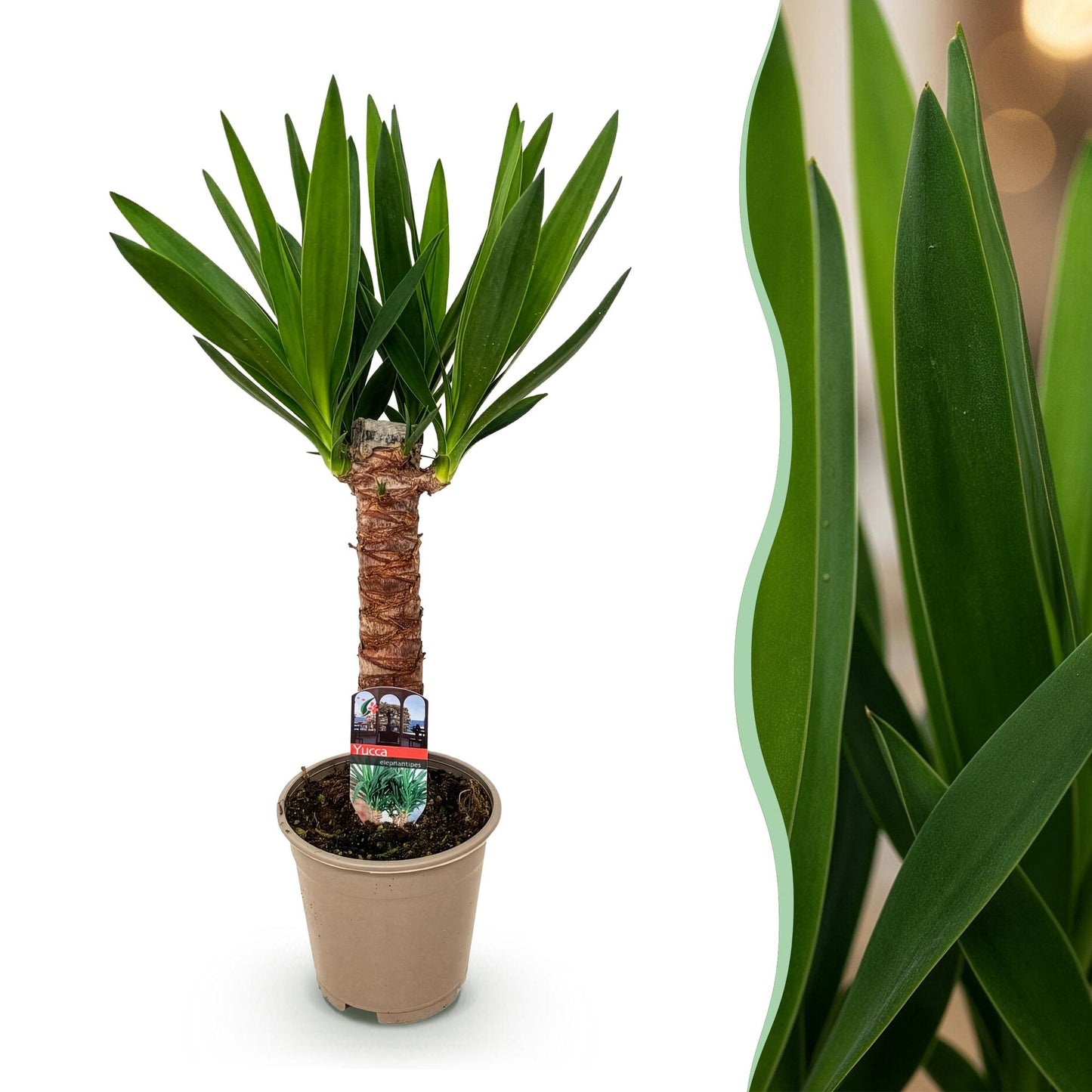 Palmlilie Yucca Elephantipes – 55cm – 14cm – Pflegeleichte Palmlilie mit langen, schmalen Blättern – Robuste, luftreinigende Zimmerpflanze für moderne Wohnräume 