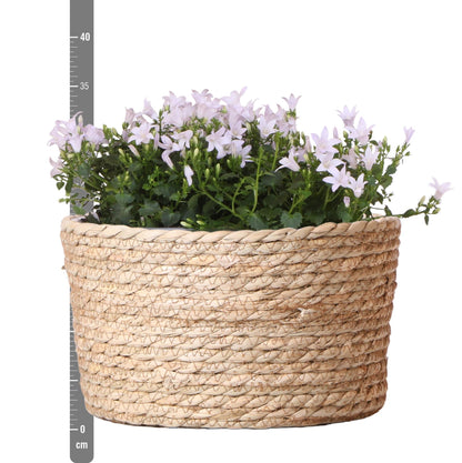 Campanula Addenda Ambella weiß - Weidenschale mit Campanula mit Bewässerungssystem - 3 Stück - Glockenblume weiß - Topfgröße 12cm 