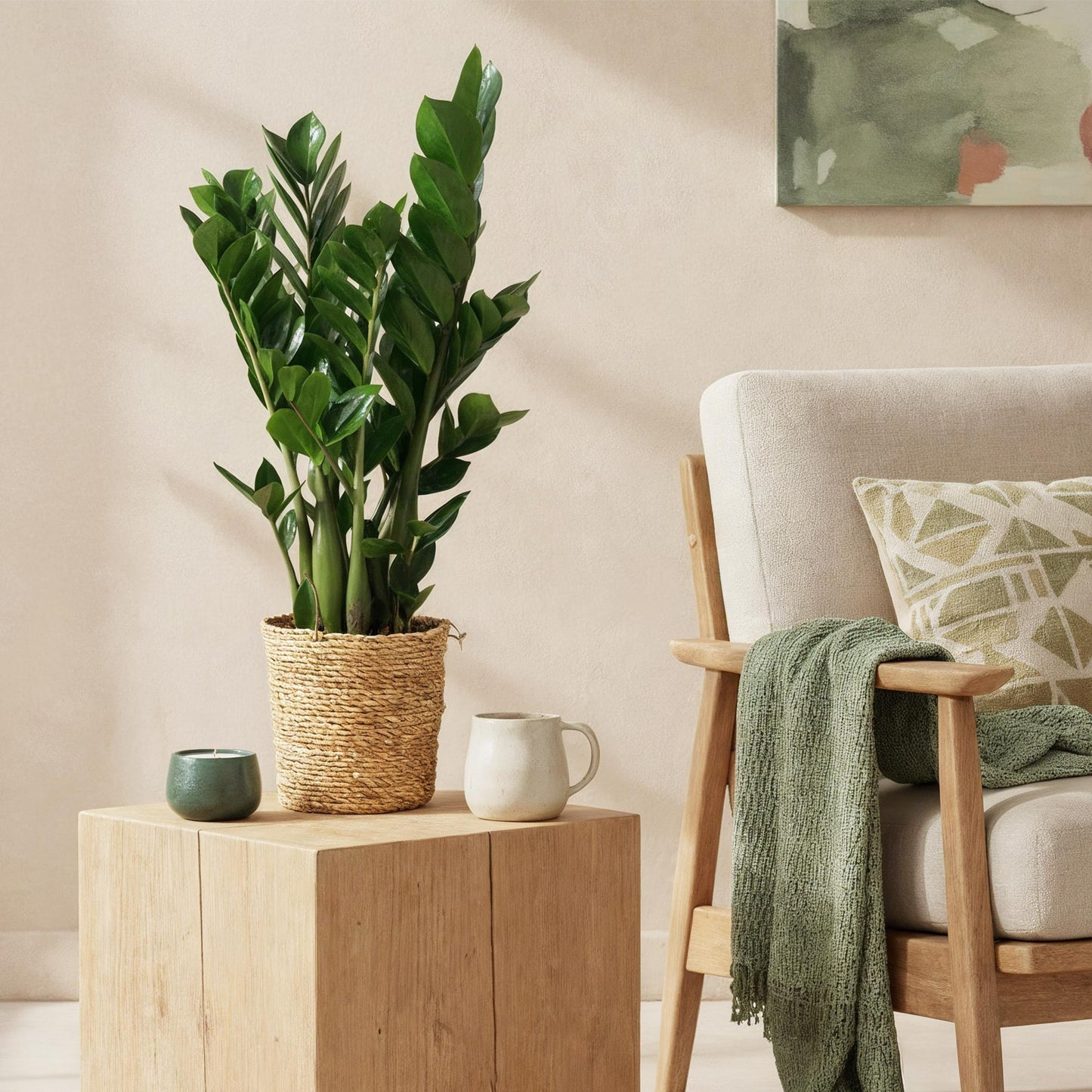 Green boutiQ - Zimmerpflanzen - Zamioculcas - ZZ-Pflanze - Pflegeleicht - mit Korb - Grün - 2 Pflanzen - Topf 17cm - Höhe 65-75cm 