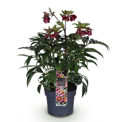 GreenboutiQ - Gartenpflanze - Lenzrose - Helleborus Dacaya - Rosa Blüte - Immergrün - Topf 19cm Höhe 50cm 