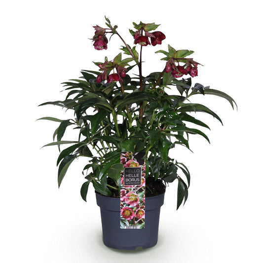 GreenboutiQ - Gartenpflanze - Lenzrose - Helleborus Dacaya - Rosa Blüte - Immergrün - Topf 19cm Höhe 50cm 