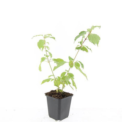 Cornus sanguinea 'Anny's Winter Orange' – 48 Pflanzen – ↕10-25cm – Ø9cm – Winterharte Ziersträucher – Leuchtend Orangefarbene Zweige – Pflegeleicht & Vogelfreundlich 