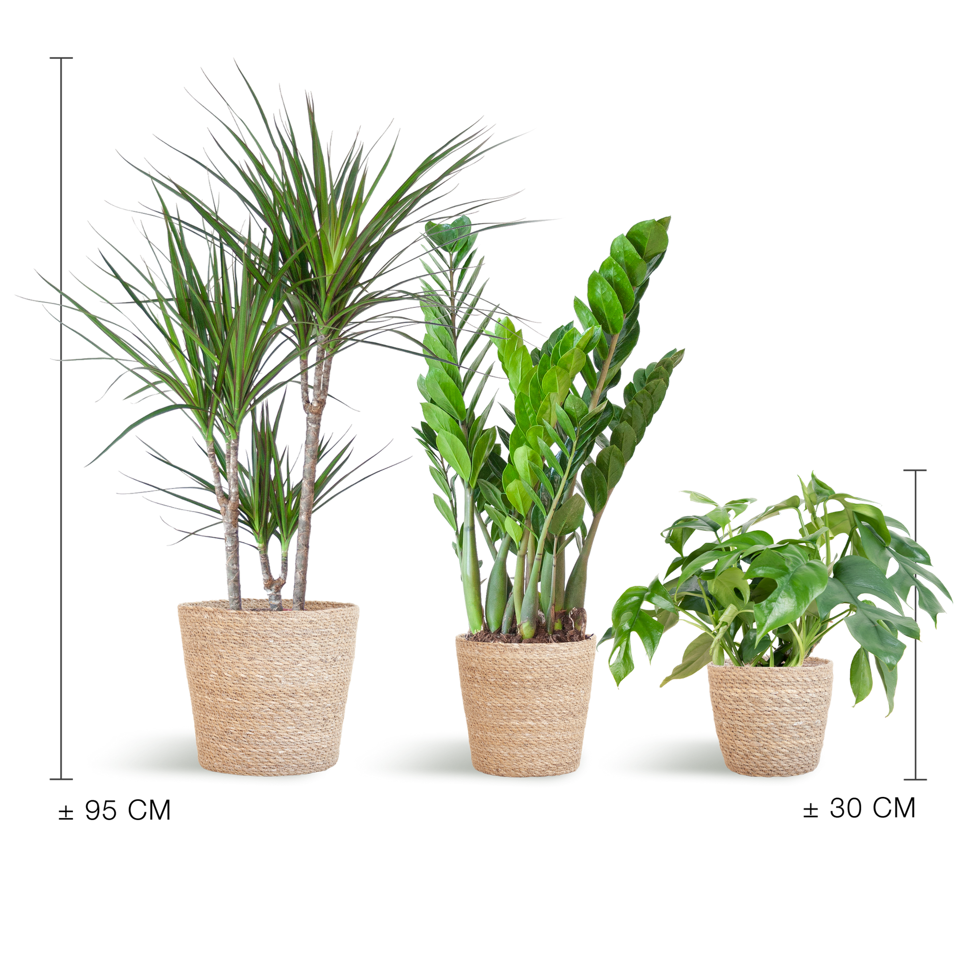 Schattenpflanzkasten – Zimmerpflanzen-Mix – Mit Sofia-Korb – Monstera Minima, Zamioculcas Zamiifolia & Dracaena Marginata – Halbschatten – Pflegeleicht & dekorativ 
